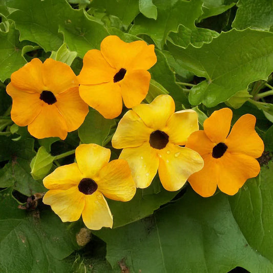 Black Eeyed Susan Vine Seeds, Thunbergia Alata  Summer