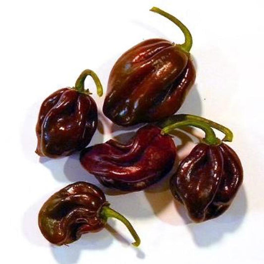 Habanero Chocolate Pepper Approx.10 Seeds