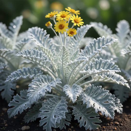 Cineraria Silver Dust Seeds سِلوری SEEDS-900