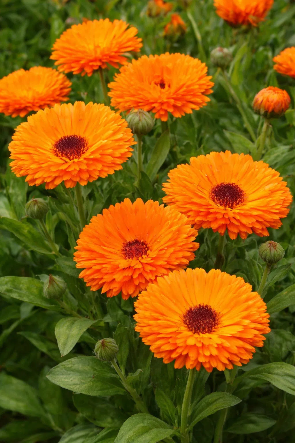 Calendula officinalis Orange King 150-SEEDS