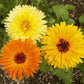 Calendula Seeds (Mix Colours)گلِ اشرفی 150-SEEDS