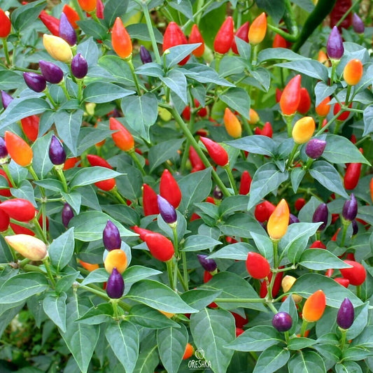 Capsicum Aladin (Ornamental Pepper) 1G Approx Seeds 200 Summer Winter