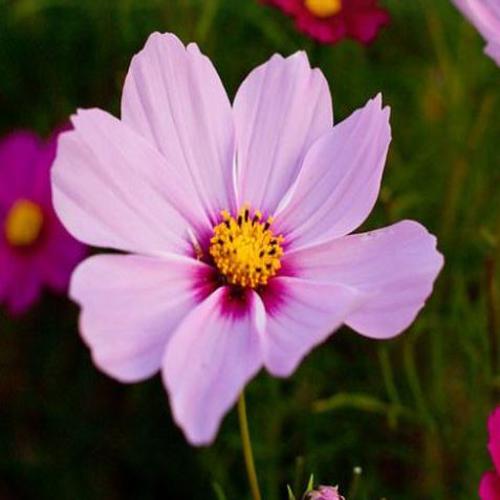 Cosmos Sensation Radiance 1gm Approx. Seeds 150 Winter