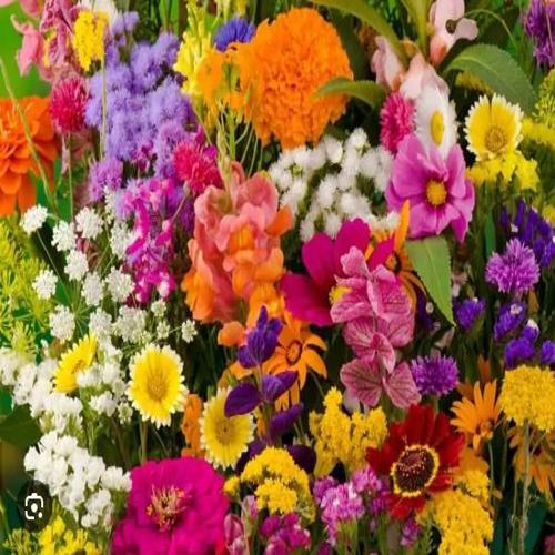 Winter Flower Deal 5-Gram  Approx. Seeds  Mix