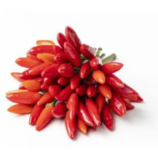 Pepper Guardacielo Approx.30 Seeds