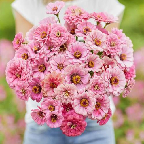 Zinnia elegans dahlia flwd Rose  1gm Approx. Seeds 100 Summer