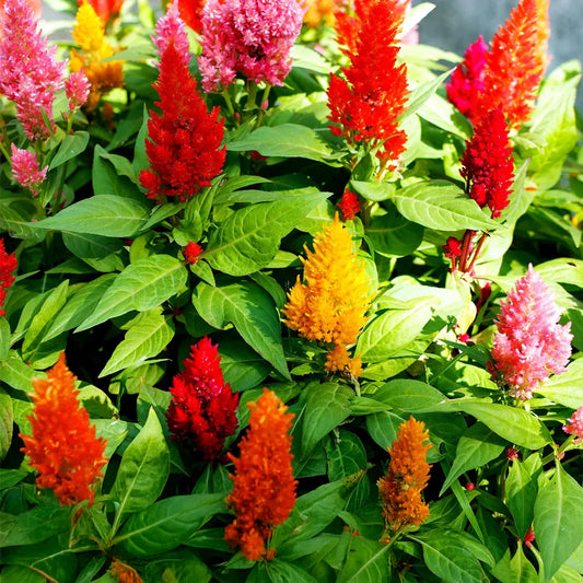 Celosia Plumosa Dwarf Seeds (Summer)(کلغہ)