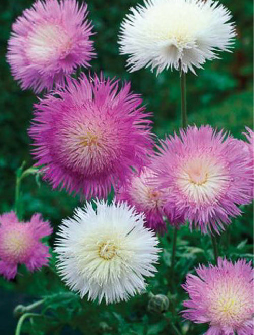 Sweet Sultan Imperialis Mix Seeds – KB Seeds Pakistan