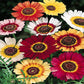 Chrysanthemum Carinatum Seeds (Tricolor Daisy)