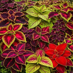 Coleus Seeds - Rainbow Mix (SUMMER) 0.5G Approx. Seeds 1700
