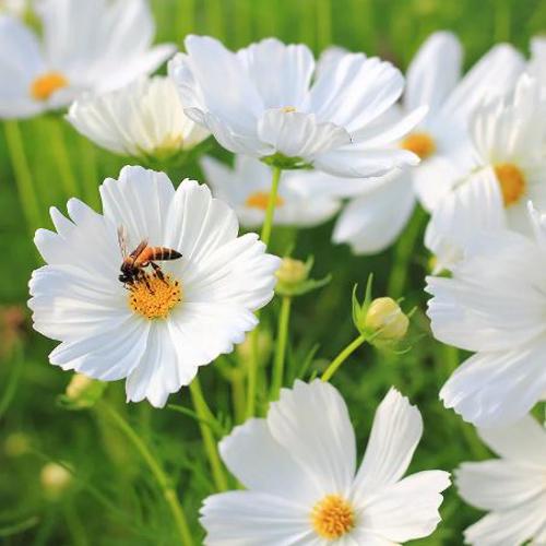 Cosmos Sensation white 1gm  Approx. Seeds 150 Winter