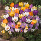 Crocus Specie mixed
