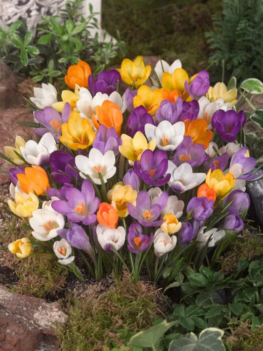 Crocus Specie mixed