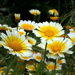 Crown Daisy Seeds (Chrysanthemum coronarium) SEEDS-400