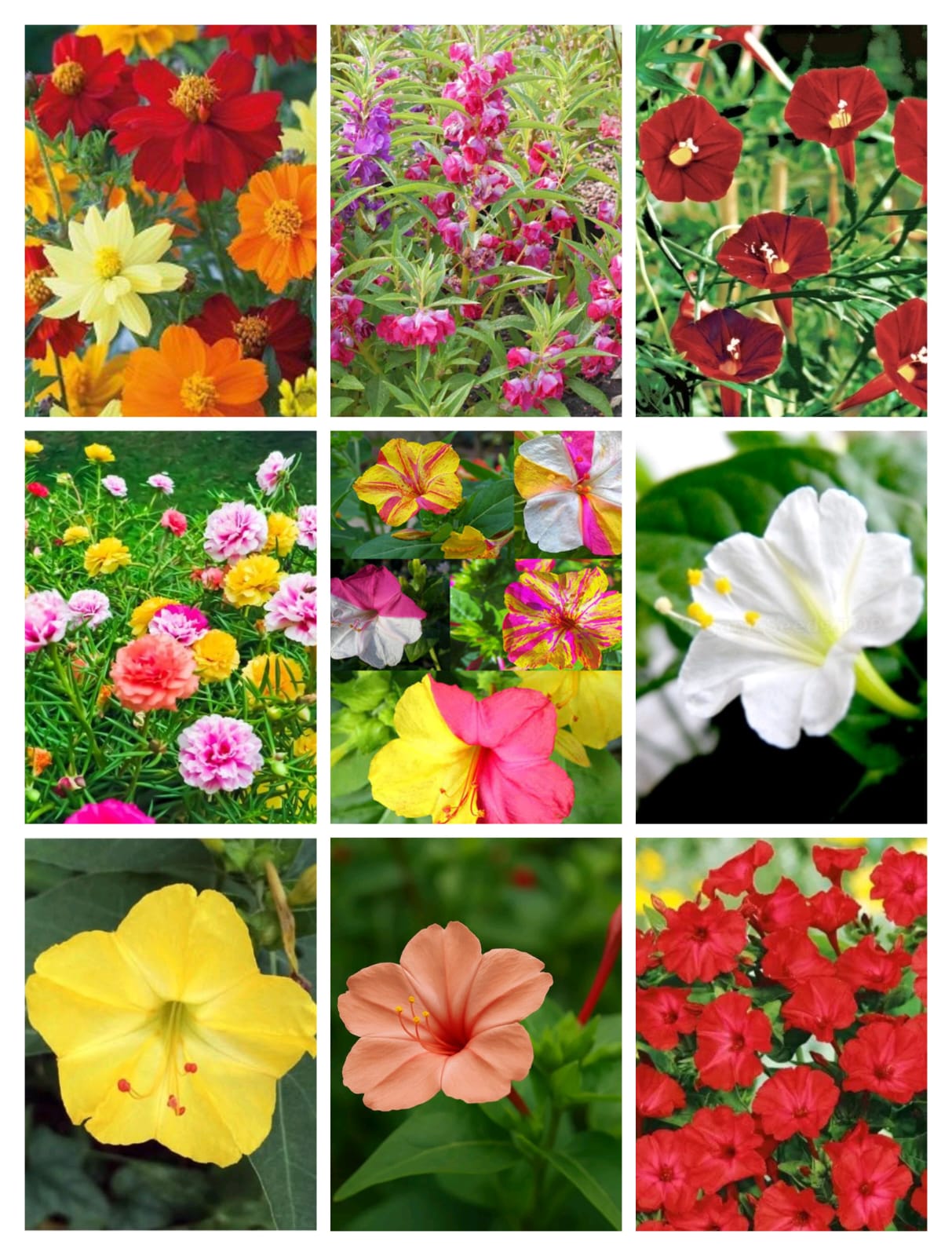SUMMER DEAL SEEDS 04