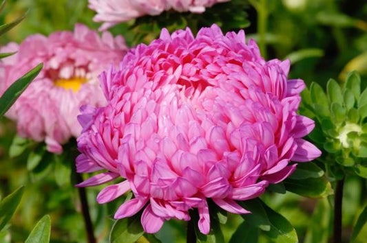 Aster Peony Double Pink 1gm  Approx. Seeds 450 Winter