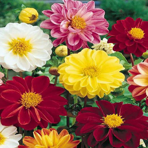 Dahlia Unwin’s Ideal Bedding mix 1gm Approx. Seeds 120 Winter