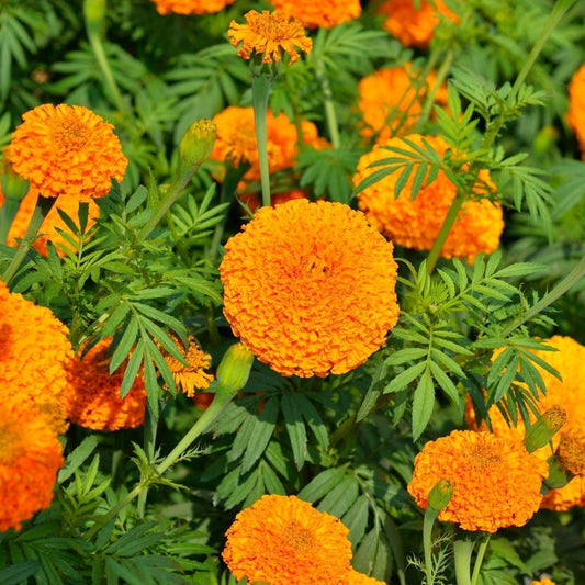 MARIGOLD HAWAII Approx. Seeds 300 Winter