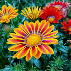 Gazania Seeds - Sunshine Mix (WINTER) 130-SEEDS