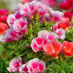 Godetia Seeds - Double Mix (WINTER) 800 SEEDS