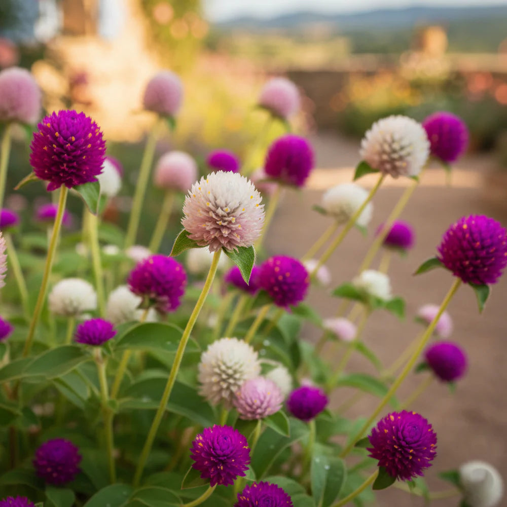 Gomphrena (Globe Amaranth) {SUMMER}