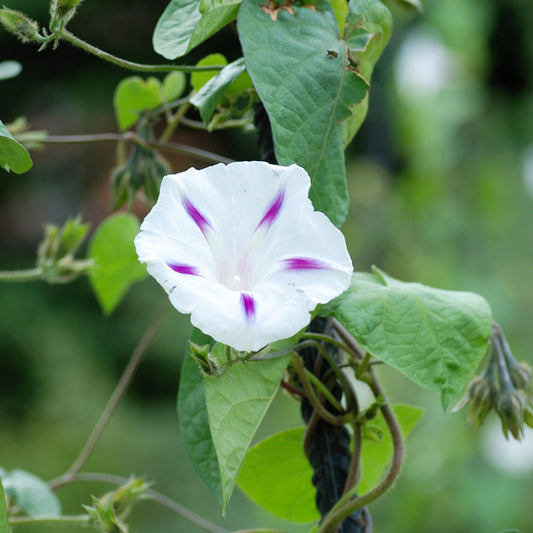Morning Glory Shiva Ipomoea Purpurea Seeds 1G APPROX 40 SEEDS SUMMER