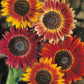 Sunflower Seeds - Red   SEEDS-30