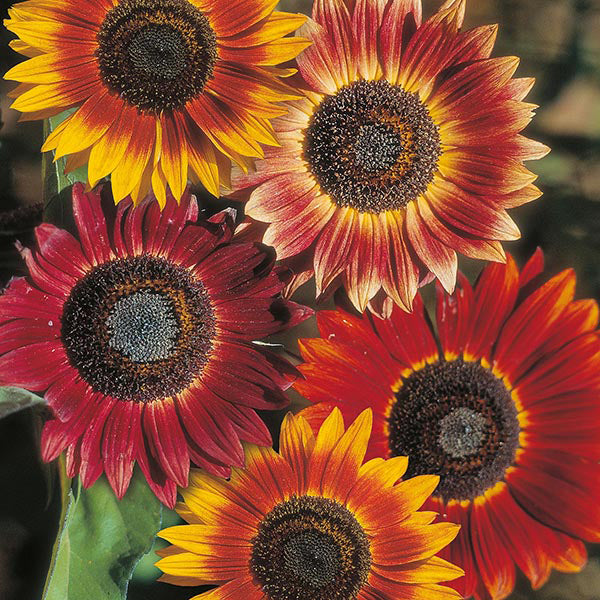 Sunflower Red Helianthus Evening Sun Per Gram (Summer)