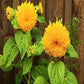 Helianthus annuus Sunflower Teddy Bear Dwarf 1gm Approx. Seeds 45 Summer