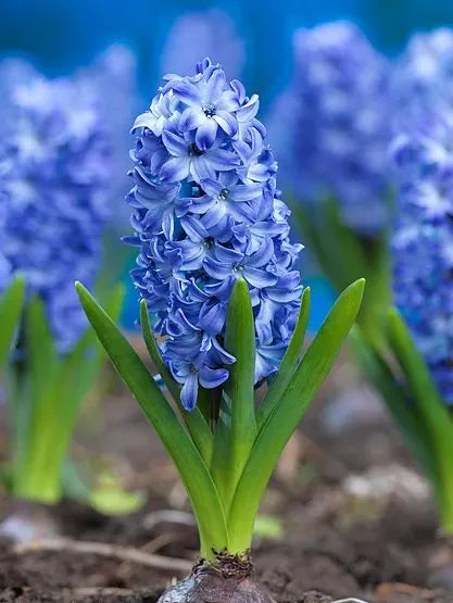 Hyacinths Aqua 16/17