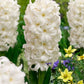 Hyacinths Carnegie 17/18