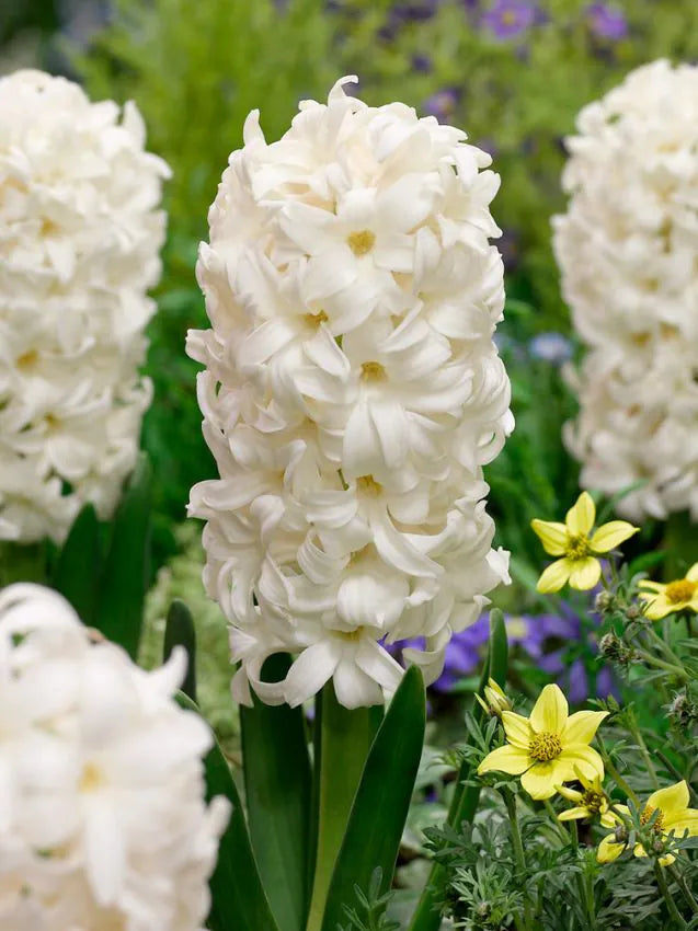 Hyacinths Carnegie 17/18
