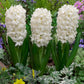Hyacinths Carnegie 17/18