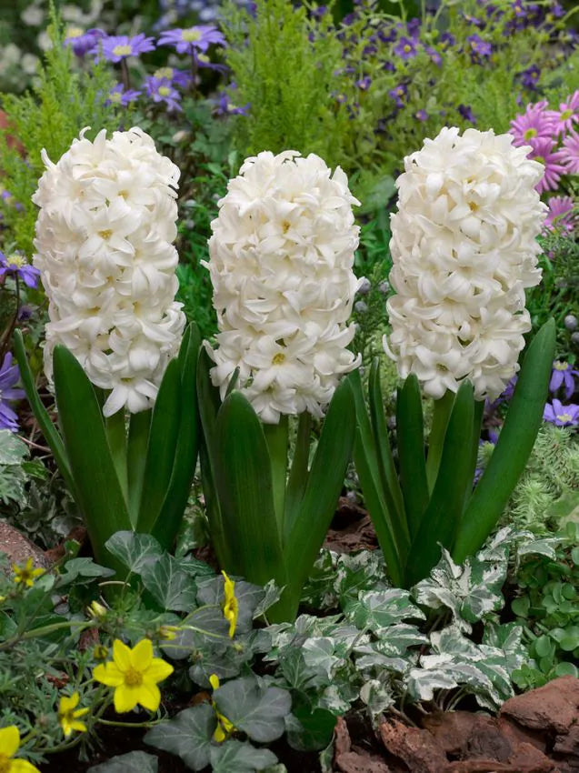 Hyacinths Carnegie 17/18