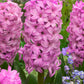 Hyacinths Fondant 18/19