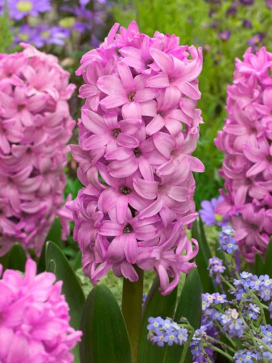 Hyacinths Fondant 18/19