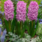 Hyacinths Fondant 18/19