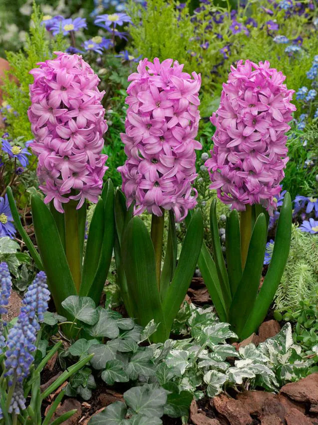 Hyacinths Fondant 18/19