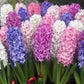 Hyacinths mixed