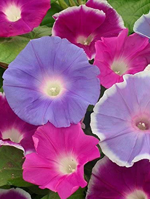 Morning Glory (Ipomea) Early Call Mix 1g Approx 20-Seeds  Summer