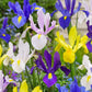 Iris hollandica mixed