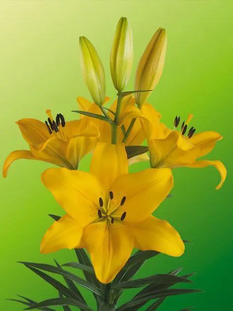 Lily Lentella 16/18