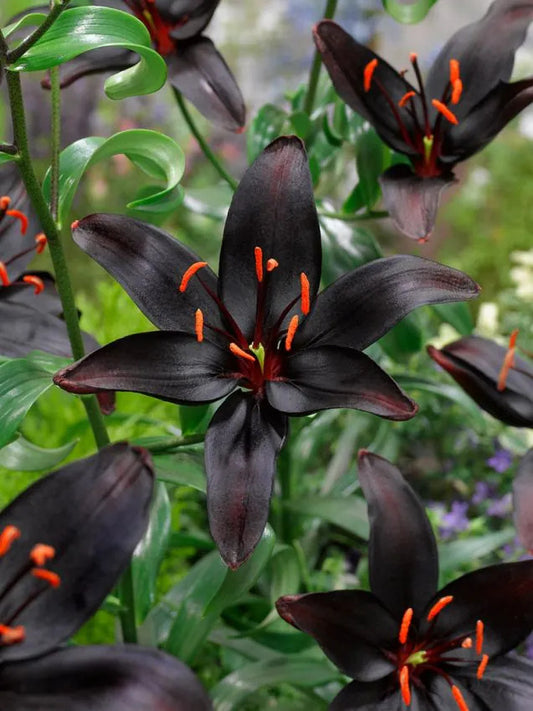 LILIES - BLACKLIST 14/16