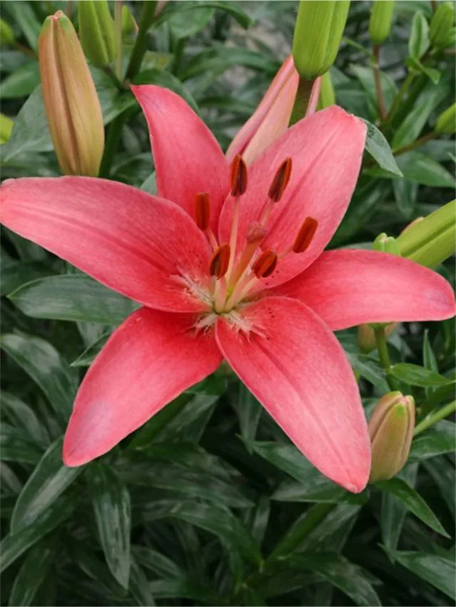 Lily Sylt Size: 14/16