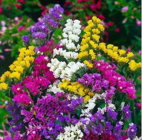 Statice Pacific mixed Winter