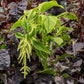 Amaranthus Tricolor Green Calaloo 1gm Approx. Seeds 1500 Summer