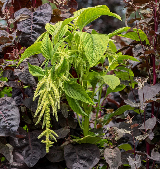 Amaranthus Tricolor Green Calaloo 1gm Approx. Seeds 1500 Summer