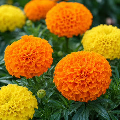 Marigold Crackerjack Seeds - Mix SEEDS-300