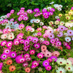 Mesembryanthemum (Ice Plant) Seeds - Mix {WINTER} 3000
