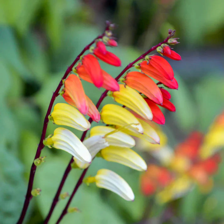 Ipomoea Mina Lobata/ Spanish Flag Vine Seeds (SUMMER)
